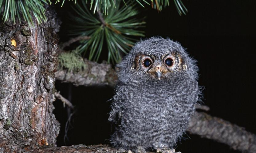 Owl Wallpapers
