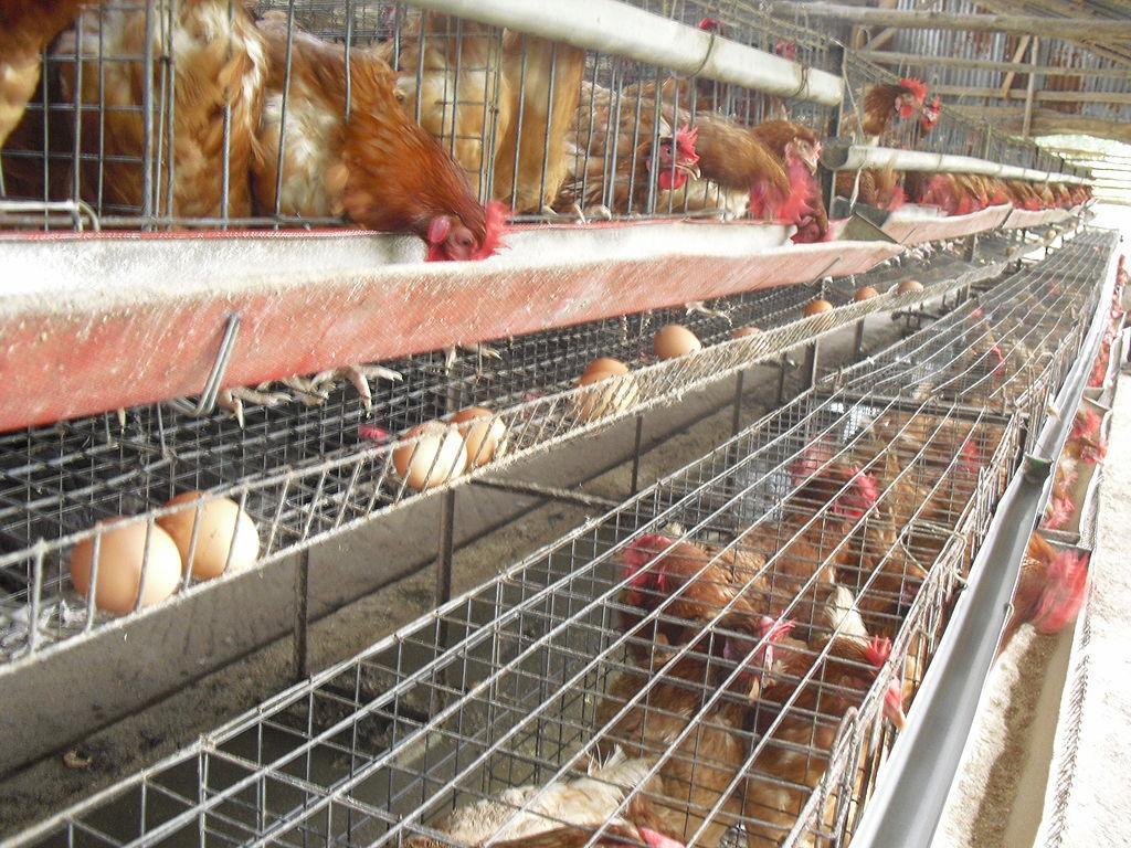 Poultry