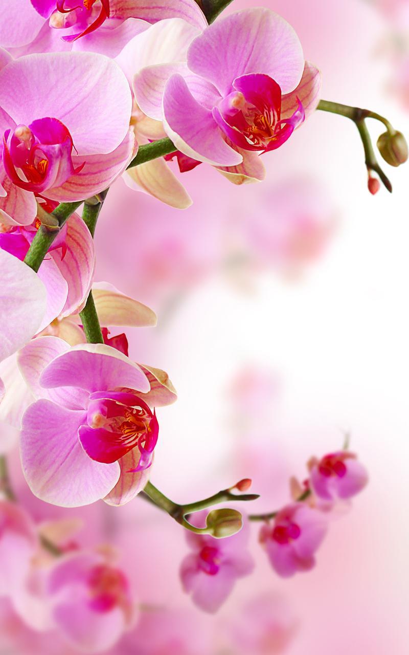 Orchid Live Wallpaper