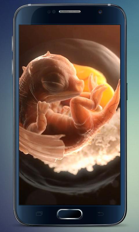 Embryo Dragon Live Wallpaper
