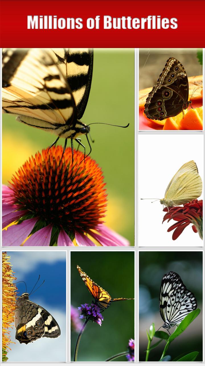 Butterfly HD Collection