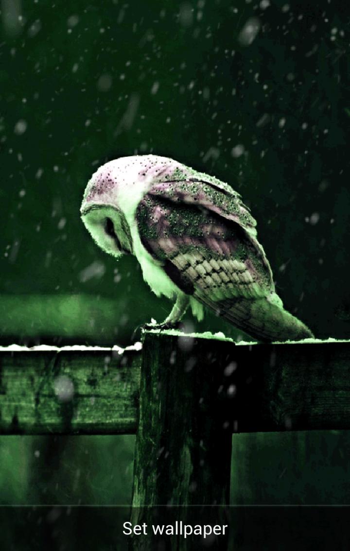 Owl Live Wallpaper