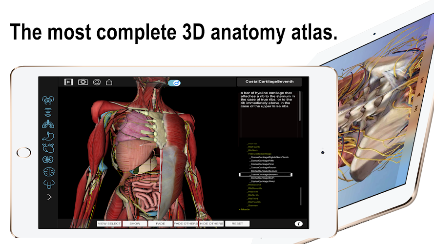 3D Human Body