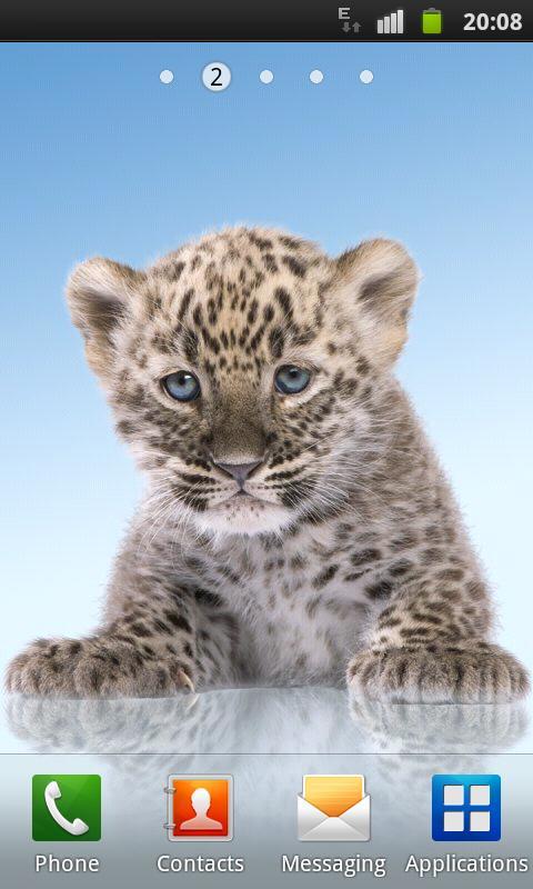 Panther, cute cat