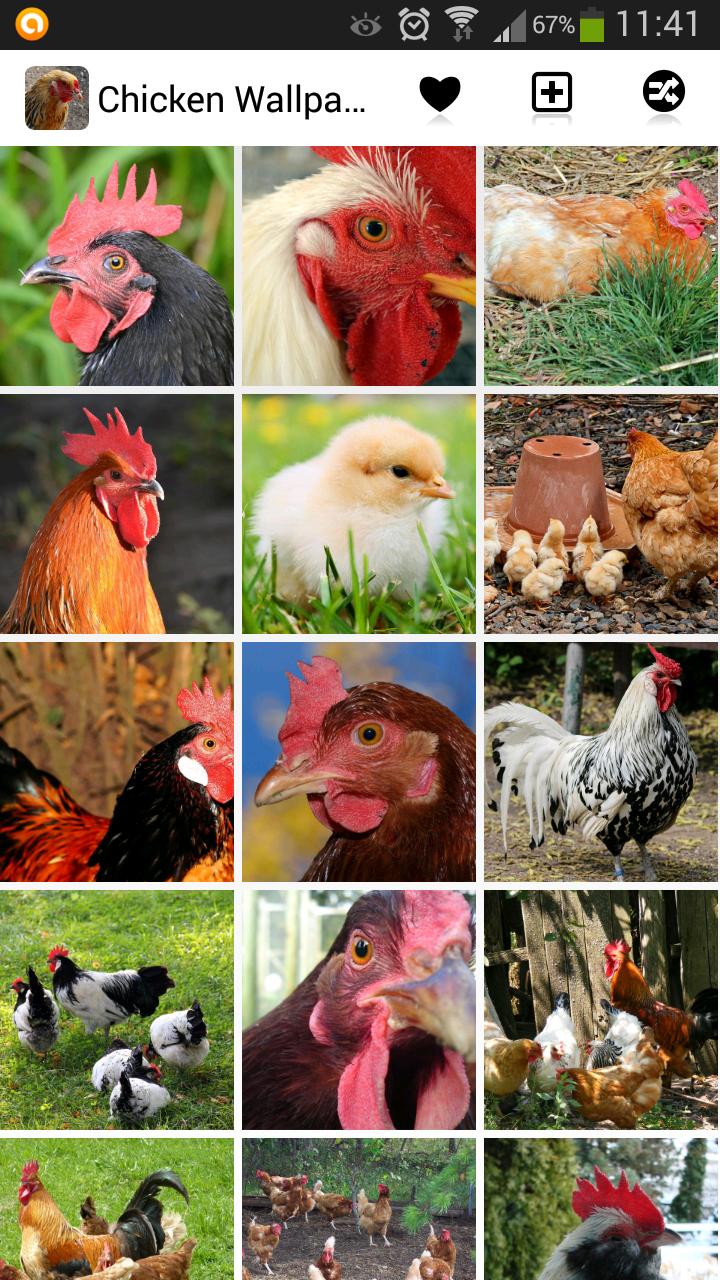 Chicken Wallpaper