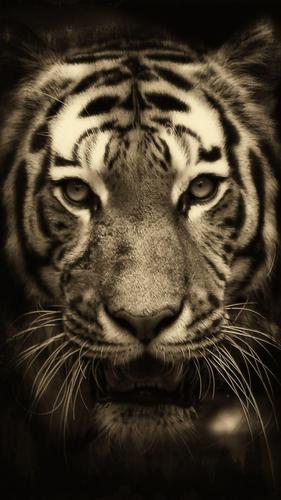 Underwater Tiger